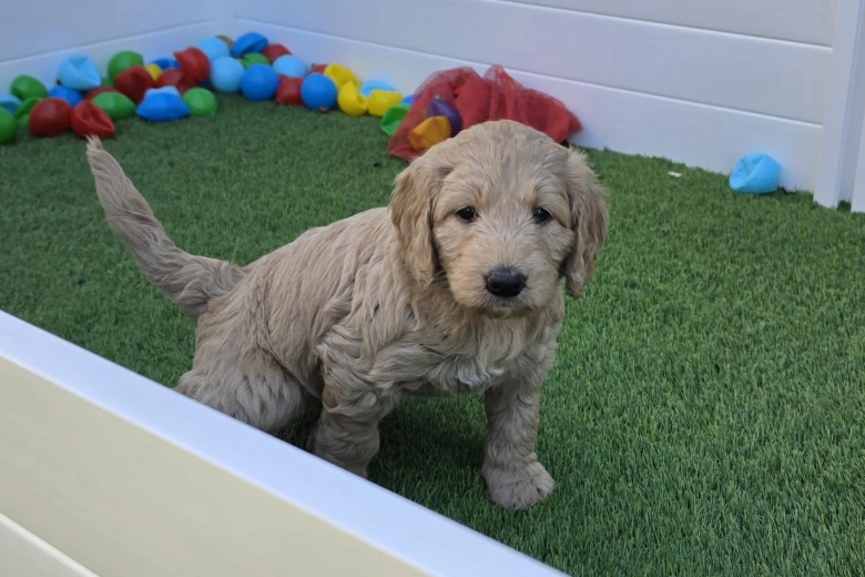 Goldendoodle