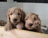 Goldendoodle