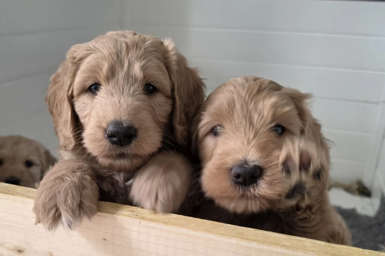 Goldendoodle