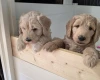 Goldendoodle