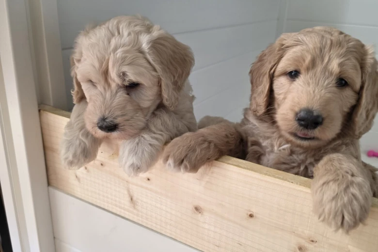 Goldendoodle