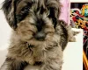 Goldendoodle