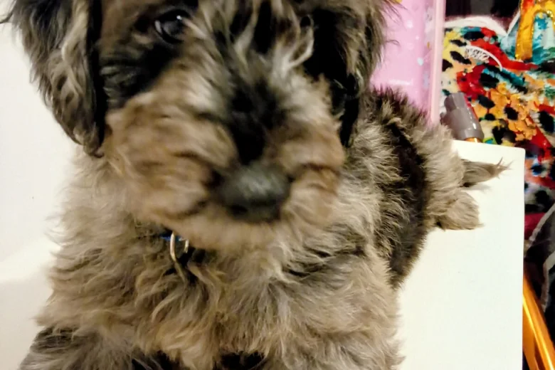 Goldendoodle