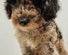 Goldendoodle