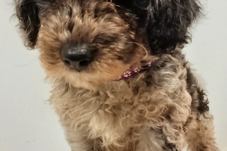 Goldendoodle