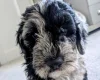 Goldendoodle
