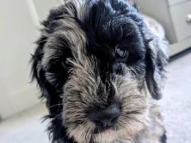 Goldendoodle