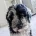 Goldendoodle