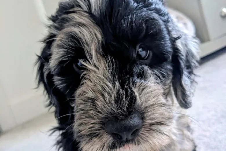 Goldendoodle