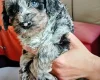 Goldendoodle