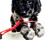 Goldendoodle