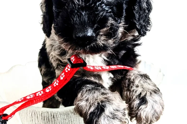 Goldendoodle
