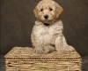 Cockapoo