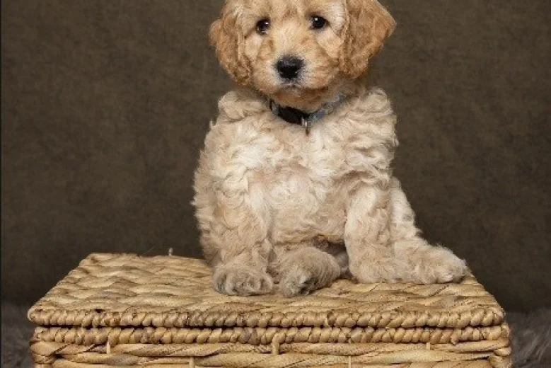 Cockapoo