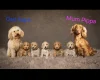 Cockapoo