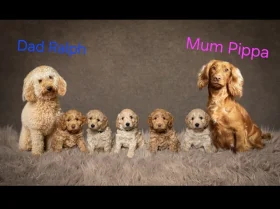 Cockapoo