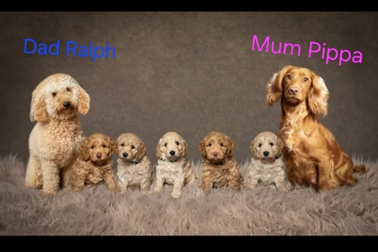 Cockapoo