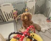 Cockapoo