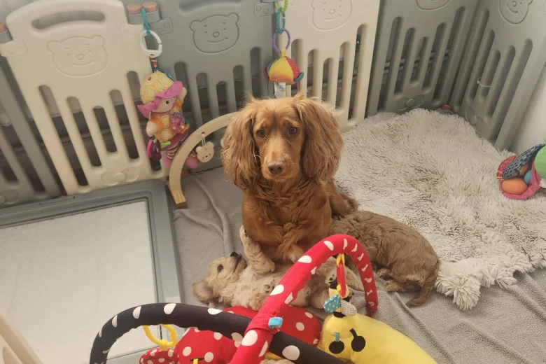 Cockapoo