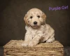 Cockapoo