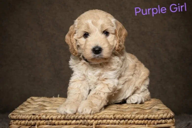 Cockapoo