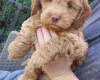 Cockapoo