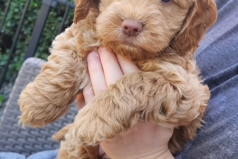 Cockapoo