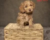 Cockapoo