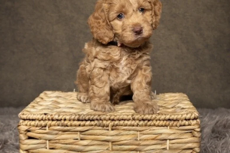 Cockapoo