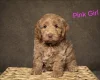 Cockapoo