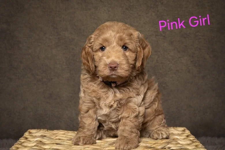 Cockapoo
