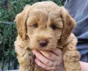 Cockapoo