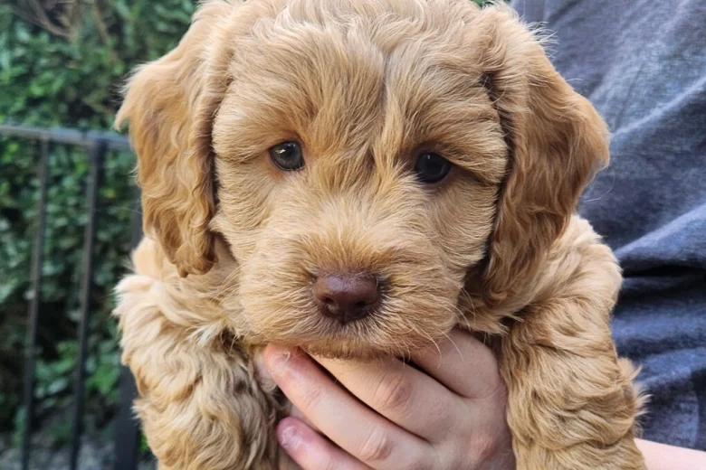 Cockapoo