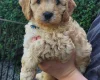 Cockapoo