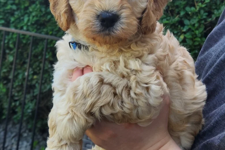 Cockapoo