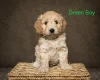 Cockapoo