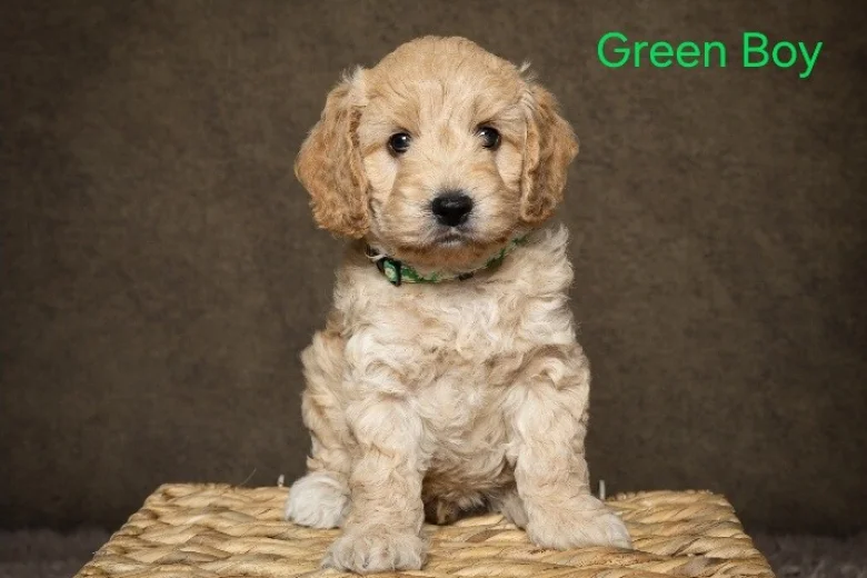 Cockapoo