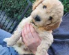 Cockapoo