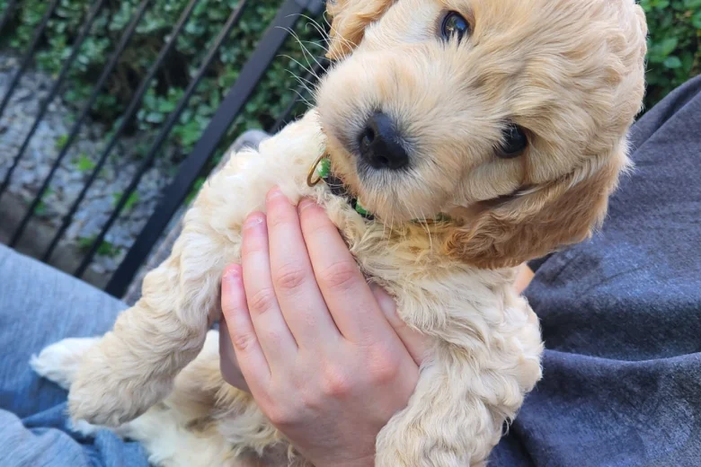 Cockapoo