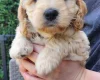 Cockapoo