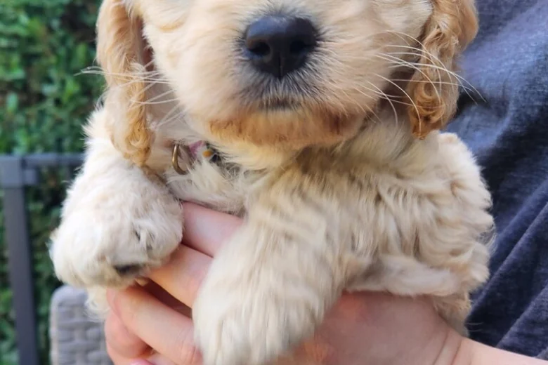 Cockapoo