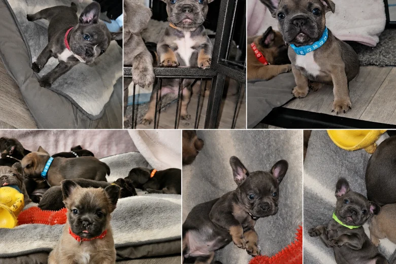 French Bulldog