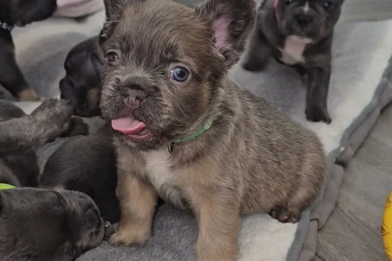 French Bulldog