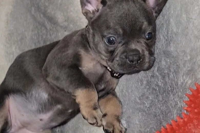 French Bulldog