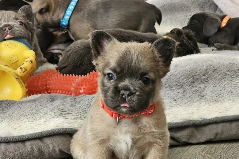 French Bulldog