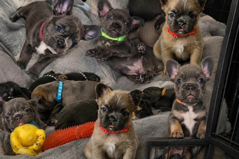 French Bulldog