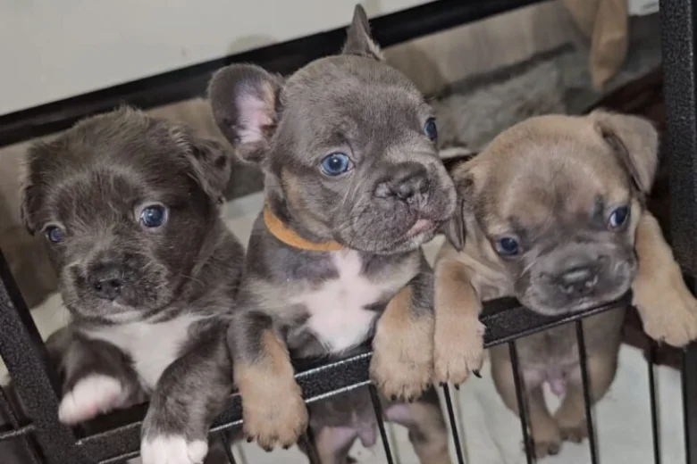 French Bulldog