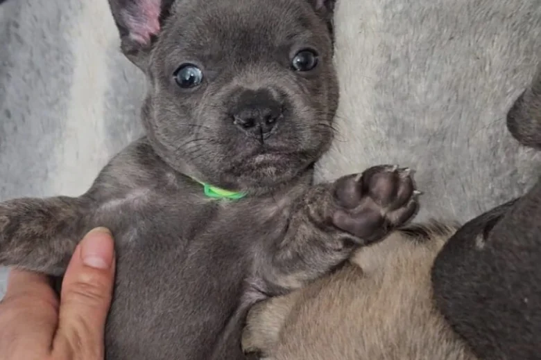 French Bulldog