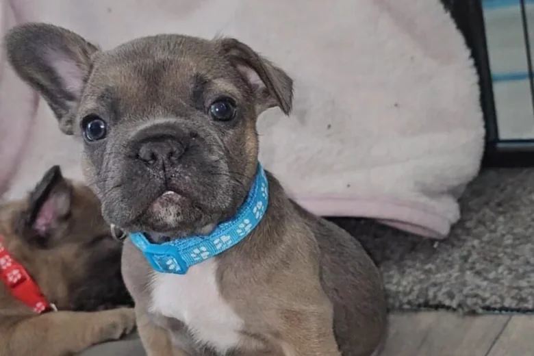 French Bulldog