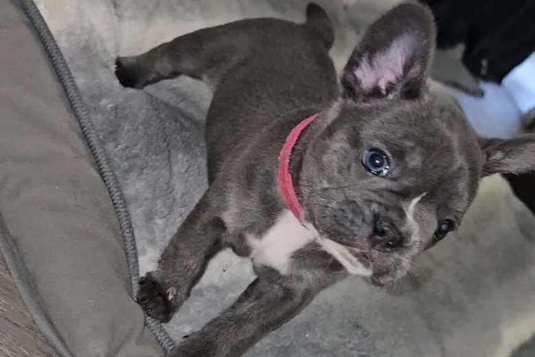 French Bulldog